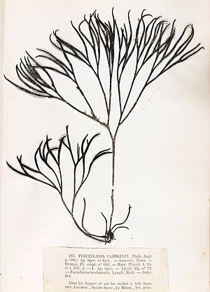 Furcellaria lumbricalis
