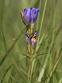 Lungen-Enzian Gentiana pneumonanthe