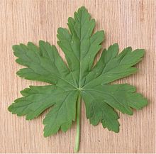 Geranium macrorrhizum - a type of Geranium