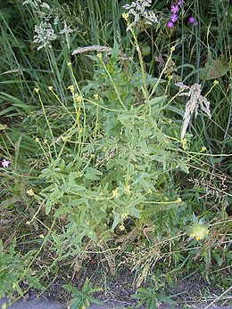 Vaistinė pikulė (Sisymbrium officinale)