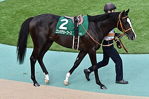 競走馬ゴンバデカーブース