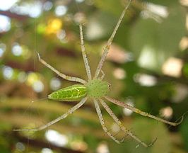 Peucetia viridana