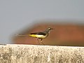 at New Alipore, Kolkata, India