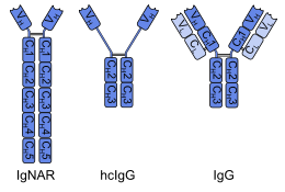 File:Heavy chain and common antibody.svg