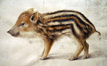 A European wild boar piglet, painted by Hans Hoffman in 1578. Note the stripes, a characteristic feature of piglets. Hoffmann, Hans - A Wild Boar Piglet - 1578.jpg