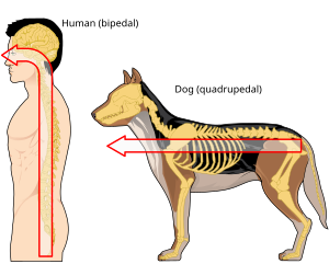 Because of differences in the way humans and other animals are structured, different terms are used according to the neuraxis and whether an animal is a vertebrate or invertebrate. Human Neuroaxis-en.svg