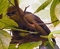 Weibchen vom Montserrat-Trupial (Icterus oberi)