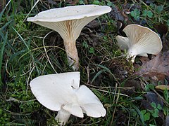 Infundibulicybe geotropa.jpg