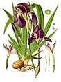 Iris germanica L. (fra 'Köhlers Medizinal Pflantzen, 1887)