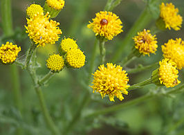 Jacobaea vulgaris