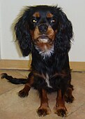 Black-and-tan Cavalier King Charles Spaniel