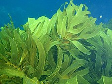 Kelp forest at Taranga pinnacles Hen and Chicken Islands PA232359.JPG