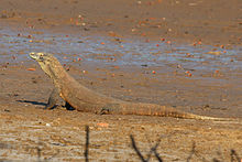 Komodo dragon (Varanus komodoensis) 3.jpg