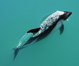 Δελφίνι του Νότου ή της Ανταρκτικής (Lagenorhynchus australis).