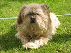 Un Lhassa Apso de 11 ans.