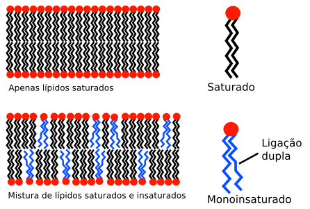 Lipid unsaturation effect pt