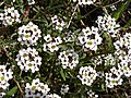 Sweet alyssum