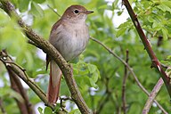 State Avifaunae Bird of Ukraine