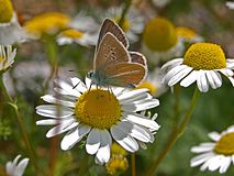 Feeding on nectar