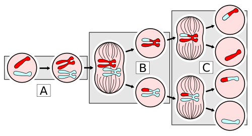 MajorEventsInMeiosis variant int