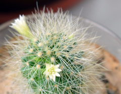 Description de l'image Mammillaria anniana.png.