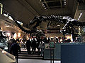 Зал палеонтології (динозаврів)