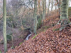 Steilhang zum Neuenkamper Bach