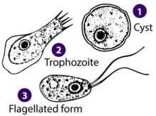Different stages of "Naegleria fowleri"