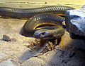 Indian cobra occurs in most of Pakistan