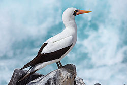 A side-view photograph of a white bird perched atop a rock in front of blue waves crashing in. The white bird has an orange beak with a black wattle and Tertials