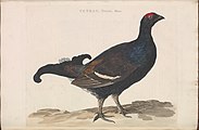 Black grouse