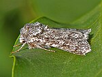 Acronicta euphorbiae – seitlich