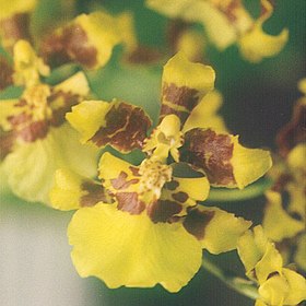 Oncidium baueri