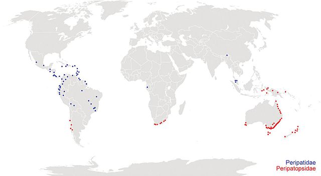 Distribuição das famílias Peripatidae e Peripatopsidae