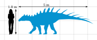New Paranthodon size chart