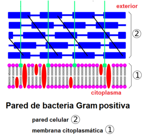 Corte de pared bacteriana Gram negativa. Esquema