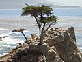 Cupressus macrocarpa (Cupressaceae), Monterey (Californie)