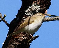 Phylloscopus bonelli в дикой природе.jpg