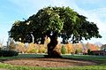 Camperdown Elm at Post University in Waterbury, Connecticut