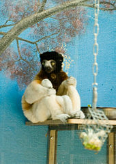 Sifaka couronné en captivité au Zoo de Vincennes.