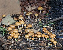 Psilocybe allenii Psilocybe allenii Oakland.jpg