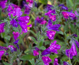 Immagine Purple Flowers (8527362855).jpg.