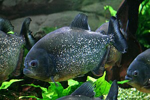 English: Fish Red-bellied piranha Pygocentrus ...