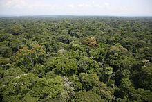 Ituri Rainforest Rainforest - Ituri (20874628148).jpg