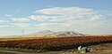 Rebflächen von Kiona Vineyards mit Blick auf die Rattlesnake Mountain