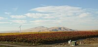 Kiona Vineyard in the Red Mountain AVA looking northwest toward Rattlesnake Mountain. Two varieties of grapes are evident on a crisp autumn day. Red Mountain toward Rattlesnake Mountain.JPG