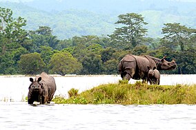 Носороги в KNP.jpg