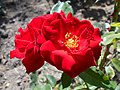 Rosa Sans Souci, Alain Meilland, 1950 (Francia) FLA-513