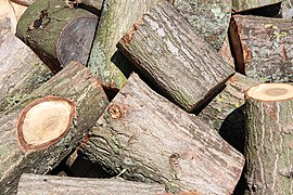 Hout is een natuurlijk materiaal dat talloze toepassingen kent