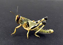 Image showing the schistocerca gregaria (desert locust) Schistocerca gregaria - normal.jpg